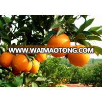 Wholesale price orange average weight late navel orange