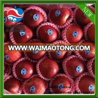 huaniu apple huaniu price red huaniu apple factory chinese red apple