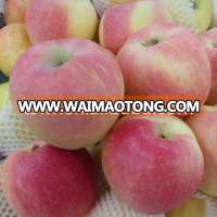 bulk fresh apple fruit for sale with low price