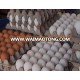 Organic Fresh Chicken Table Eggs & Fertilized Hatching Eggs, White and Brown eggs