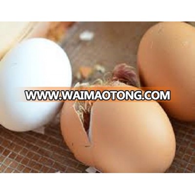 FERTILE HATCHING CHICKEN EGG | FRESH CHICKEN EGG | CHICKEN TABLE EGGS