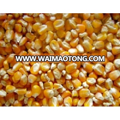 Corn for animal feed