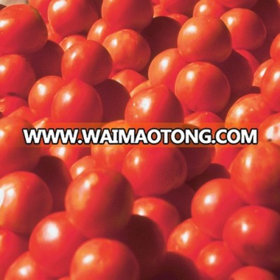 wholesale bulk farm fresh tomatoes with best price