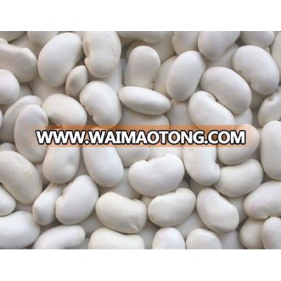 Best quality White Kidney Beans For Sale