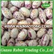 Light Speckled Kidney Beans Round Shape