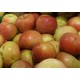 Bulk Fresh Apple Fruits From South Africa